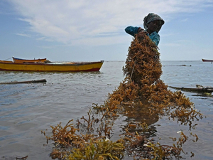 La «culture miracle» des algues marines, dévoreuses de CO2, prend son essor en Inde