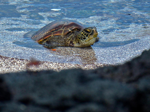 La réserve des Galapagos agrandie dans l'espoir d'un aménagement de la dette