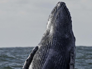 L'appétit des baleines, bien plus gros qu'estimé et essentiel pour l'écosystème
