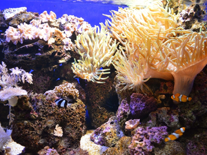 En Floride, la manipulation génétique, pari pour sauver les coraux