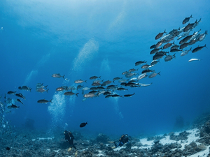 Festival Galathea : se tourner vers l'avenir pour mieux appréhender les enjeux