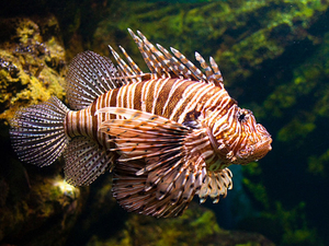 Poisson-lion: vedette des aquariums mais terreur des mers à combattre