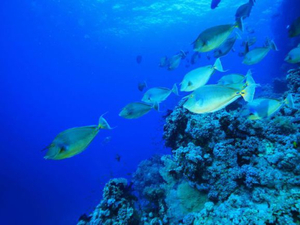 Les Kiribati vont autoriser la pêche dans un grand sanctuaire marin du Pacifique