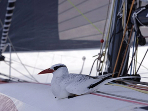 Transat Jacques Vabre : classement de 14h