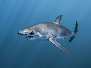 Répit pour les requins-taupes bleus menacés