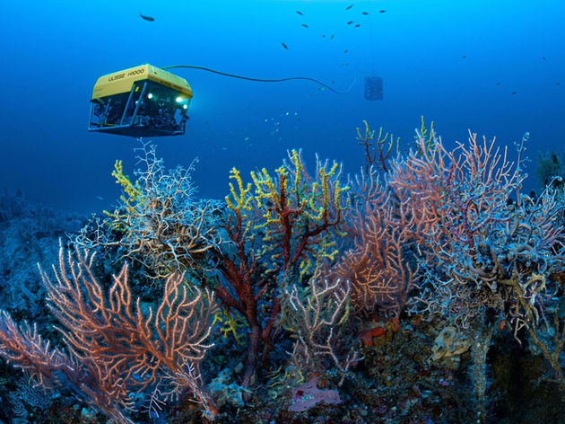 Un inventaire des espèces associées aux anneaux est en cours de réalisation à partir des images réalisées par les plongeurs Nautisme Article