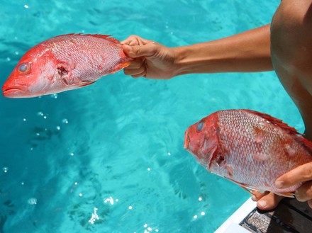 Pêche au vivaneau rouge dans les eaux costaricaines Nautisme Article