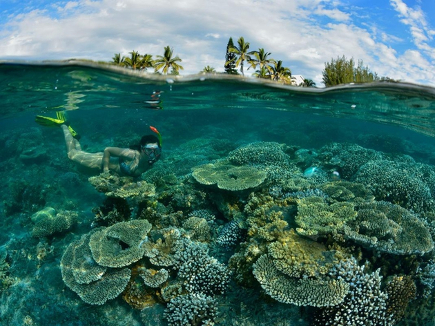 Snorkelling dans les eaux du Lagon de Saint-Pierre Nautisme Article