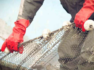 Des filets de pêche intelligents pour réduire les captures inutiles