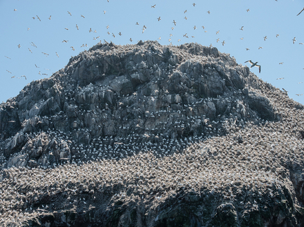 Les Sept Îles sont une réserve d'oiseaux exceptionnelle ! Les Sept Îles sont une réserve d'oiseaux exceptionnelle !