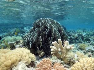 Les coraux de l'ouest de l'océan Indien risquent de s'effondrer, selon une étude