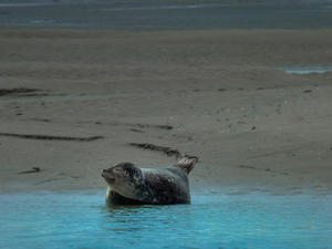 Epaves, écologie, formation: un rapport public imagine le futur du nautisme