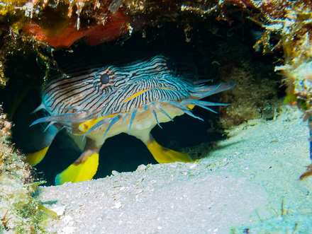 L'étonnant poisson-crapaud, que l'on ne trouve qu'à Cozumel Nautisme Article