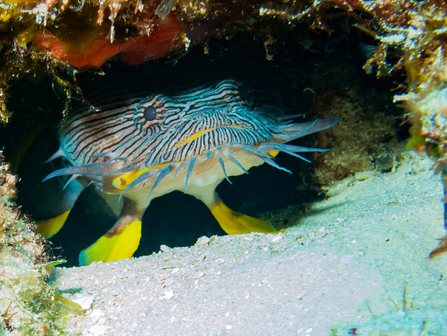 L'étonnant poisson-crapaud, que l'on ne trouve qu'à Cozumel Nautisme Article