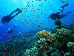 Péninsule du Yucatán : une séance de snorkeling à Cozumel