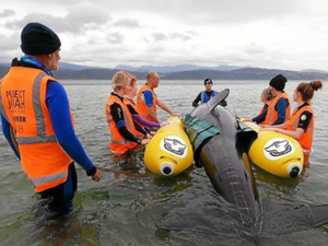  Nouvelle-Zélande: une armée de bénévoles se forme au sauvetage de cétacés