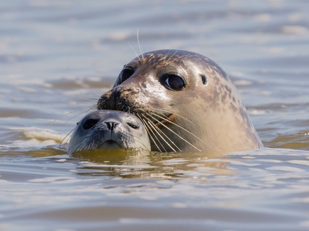 En naviguant parmi ces &icirc;les, vous &ecirc;tes susceptible de tomber sur des mammif&egrave;res marins, notamment des phoques.