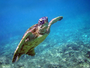 Les tortues marines de retour sur les plages de Thaïlande depuis la pandémie