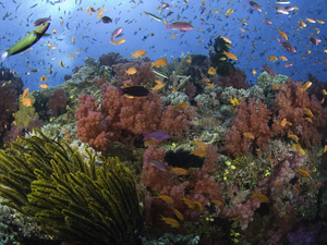 Observer les coraux profonds pour mieux les protéger : un observatoire unique dans le golfe de Gascogne