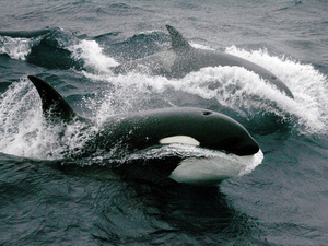 Avec le recul de la banquise, les orques de plus en plus nombreux dans l'Arctique