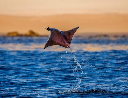 Une raie Mobula photographiée dans la Mer de Cortez. Nautisme Article