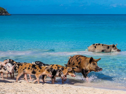 L'histoire raconte que ces cochons ont été abandonnés ici par des navires marchands il y a de nombreuses années et qu'ils ont depuis pris le contrôle de Big Major Cay... L'histoire raconte que ces cochons ont été abandonnés ici par des navires marchands il y a de nombreuses années et qu'ils ont depuis pris le contrôle de Big Major Cay...