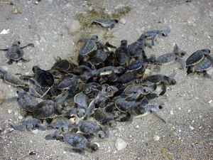 En Méditerranée française, des kits de protection pour les nids de tortues