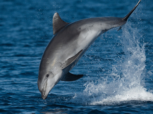 Captures accidentelles de dauphins: rejet de la suspension provisoire de la pêche