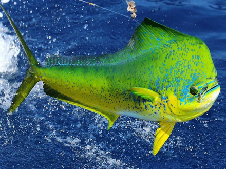 La pêche est particulièrement bonne près de Neil Island, où les clients peuvent attraper de superbes mahi-mahi.  La pêche est particulièrement bonne près de Neil Island, où les clients peuvent attraper de superbes mahi-mahi.