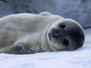 Un phoque s'installe dans la rivière Hudson