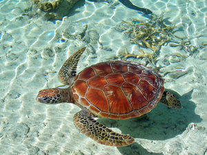 L'Indonésie libère 33 tortues de mer 