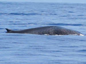 Une baleine bleue pygmée observée pour la première fois au large de la Réunion