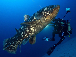 Le projet Cœlacanthe : un roman d'espionnage en immersion de Cherbourg à la Russie soviétique