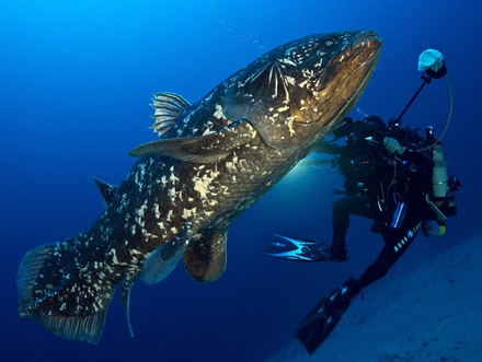 Les Coelacanthes sont un ordre de poissons sarcoptérygiens. Il en existe de nombreux fossiles et deux espèces vivantes connues, du genre Latimeria. Les Coelacanthes sont un ordre de poissons sarcoptérygiens. Il en existe de nombreux fossiles et deux espèces vivantes connues, du genre Latimeria.