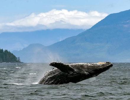 Attention aux baleines grises et aux dauphins à flancs blancs du Pacifique qui passent en groupe et traversent tout le chenal ! Nautisme Article