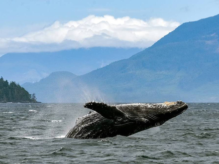 Attention aux baleines grises et aux dauphins &agrave; flancs blancs du Pacifique qui passent en groupe et traversent tout le chenal !