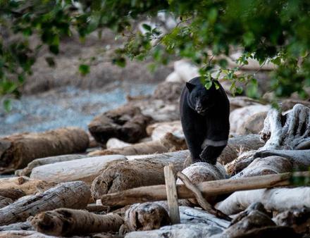 La Colombie-Britannique compte un grand nombre d'ours noirs, et l'impressionnant grizzly se trouve dans plusieurs bras de mer. Nautisme Article