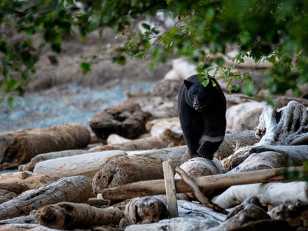 La Colombie-Britannique compte un grand nombre d'ours noirs, et l'impressionnant grizzly se trouve dans plusieurs bras de mer.