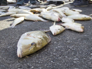 Une pluie de poissons au Texas
