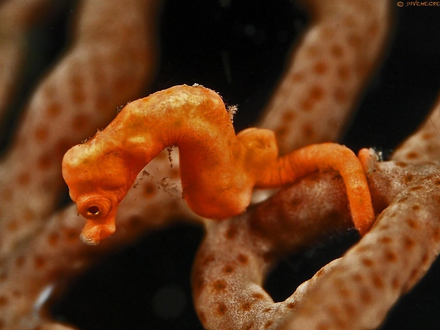 L'hippocampe pygmée de Denise