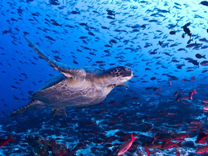 L'Equateur agrandit sa réserve marine des Galapagos