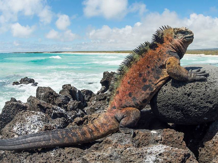 Les iguanes marins développent une coloration verte ou rouge saisissante pendant la saison des amours Les iguanes marins développent une coloration verte ou rouge saisissante pendant la saison des amours