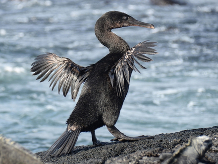 Son corps aérodynamique, ses pattes palmées et son long bec crochu en font un oiseau particulièrement bien adapté pour plonger et chasser les poissons dans l'océan.