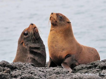 Dans l'archipel des Galápagos, ils sont environ 40 000 et forment d'immenses colonies le long des rivages rocheux. Dans l'archipel des Galápagos, ils sont environ 40 000 et forment d'immenses colonies le long des rivages rocheux.