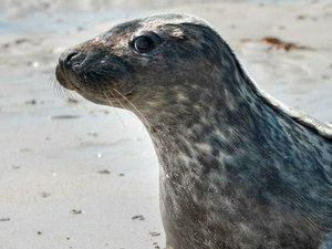 Des phoques gris repérés dans la rade de Brest