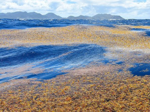 Use It Again! : les sargasses, ces algues qui envahissent l'Atlantique 