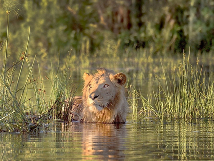 Le mois de mars est la période idéale pour observer les lions d'Asie qui se rafraîchissent dans les eaux du Gange.