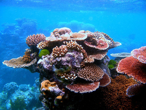Un récif de coraux géants découvert au large de Tahiti