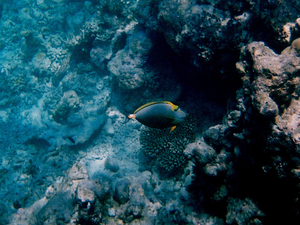 21 millions d'euros pour renforcer le réseau d'observation Argo France