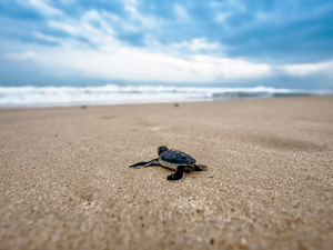 Sur une plage de Bali, des tortues indonésiennes menacées d'extinction relâchées dans l'océan